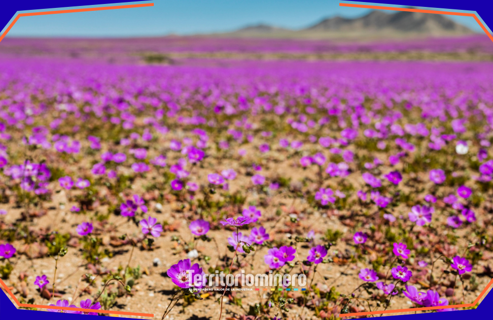 Corporación Atacama Sostenible cuestiona proceso del nuevo Sitio Prioritario SBAP Reunión de actores regionales en Atacama para debatir la delimitación del Sitio Prioritario Desierto Florido