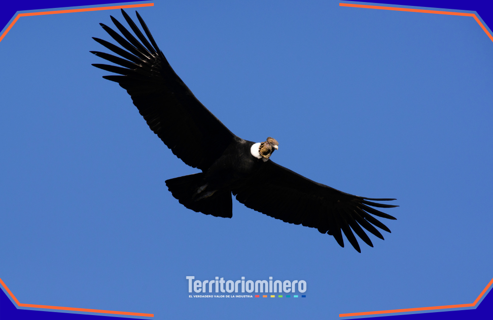 Statkraft implementa plan pionero para proteger al cóndor andino en parques eólicos Monitoreo de cóndor andino en área de parques eólicos de Statkraft en Litueche.